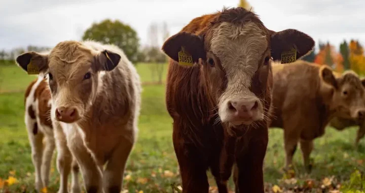 Ejemplos de eslóganes para empresas de veterinaria ganadera