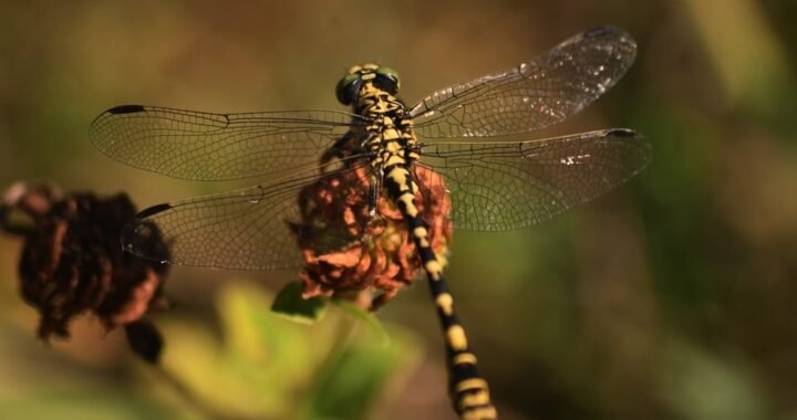 Ejemplos de eslóganes para empresas de calzado ortopédico