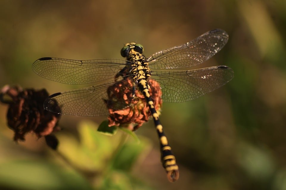 ejemplos de eslóganes para empresas de calzado ortopédico