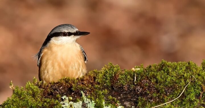 Ejemplos de eslóganes para empresas de campings y glampings