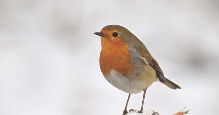 Ejemplos de eslóganes para empresas de cereales y granos