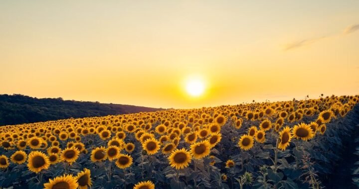 Ejemplos de eslóganes para empresas de circo y acrobacias