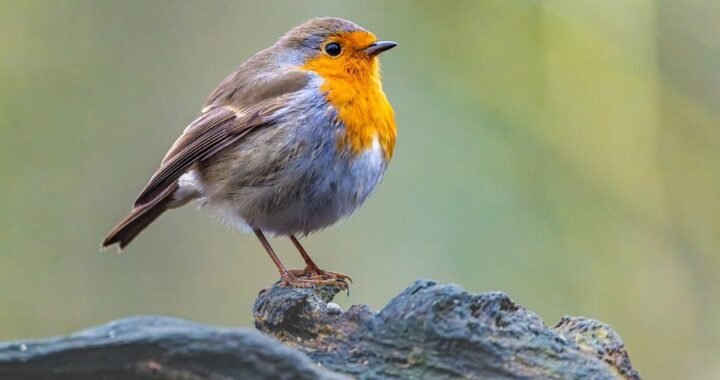 Ejemplos de eslóganes para empresas de construcción con acero