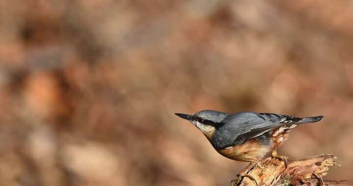 Ejemplos de eslóganes para empresas de cultivos orgánicos