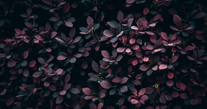 Ejemplos de eslóganes para empresas de ecotours en la selva