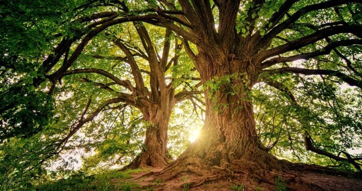 Ejemplos de eslóganes para empresas de fotografía artística