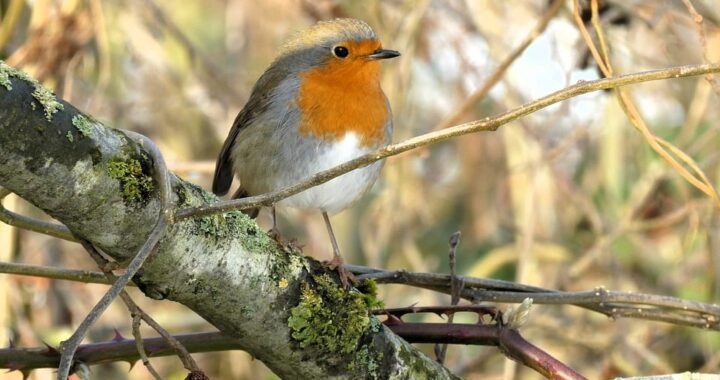 Ejemplos de eslóganes para empresas de innovación en textiles inteligentes