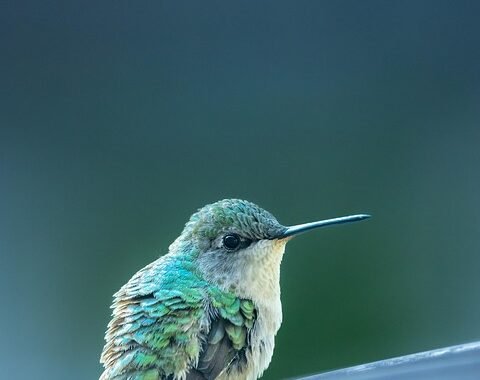 Ejemplos de eslóganes para empresas de organización de festivales gastronómicos