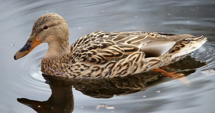 Ejemplos de eslóganes para empresas de parques temáticos y de atracciones
