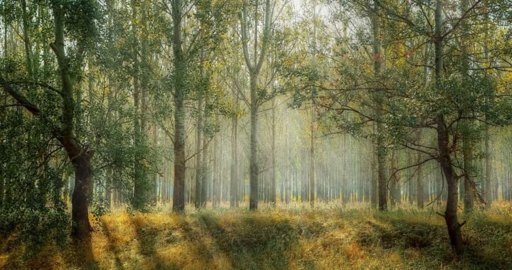 Ejemplos de eslóganes para empresas de pesticidas y herbicidas