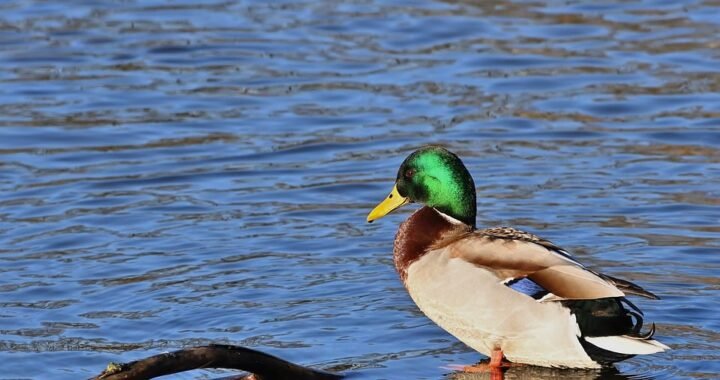 Ejemplos de eslóganes para empresas de producción de miel y apicultura