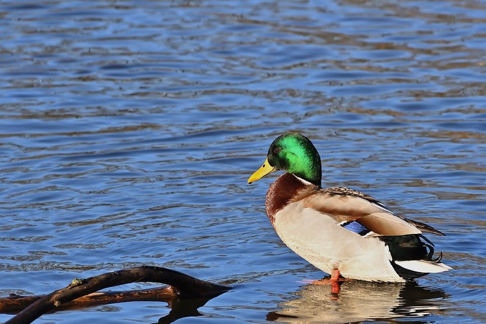 ejemplos de eslóganes para empresas de producción de miel y apicultura