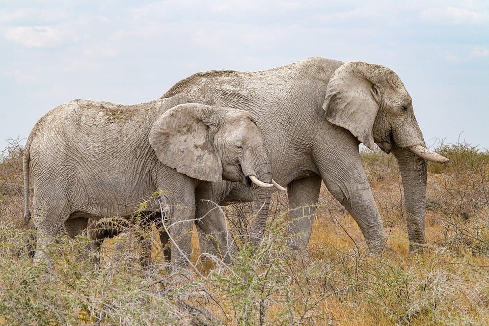 ejemplos de eslóganes para empresas de publicidad programática