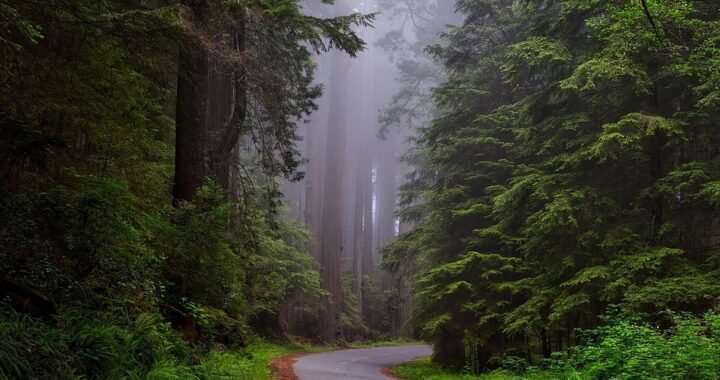 Ejemplos de eslóganes para empresas de redes privadas virtuales (VPN)