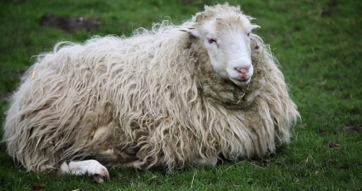 Ejemplos de eslóganes para empresas de relojes deportivos