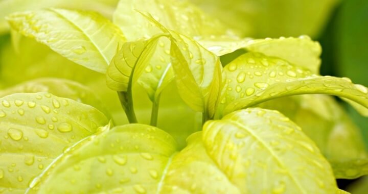 Ejemplos de eslóganes para empresas de robótica agrícola