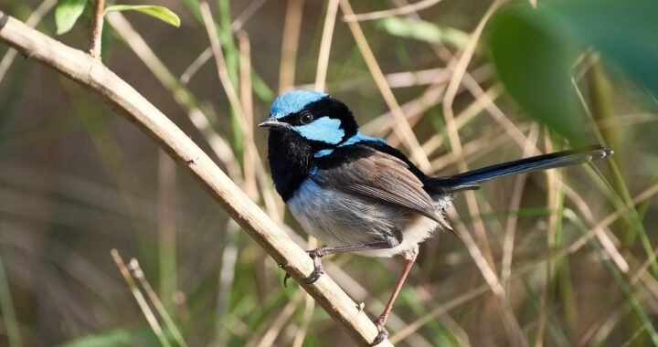 Ejemplos de eslóganes para empresas de software antivirus