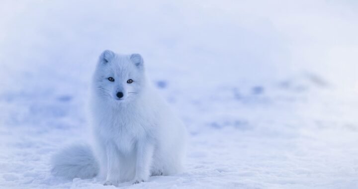 Ejemplos de eslóganes para empresas de software de inteligencia militar