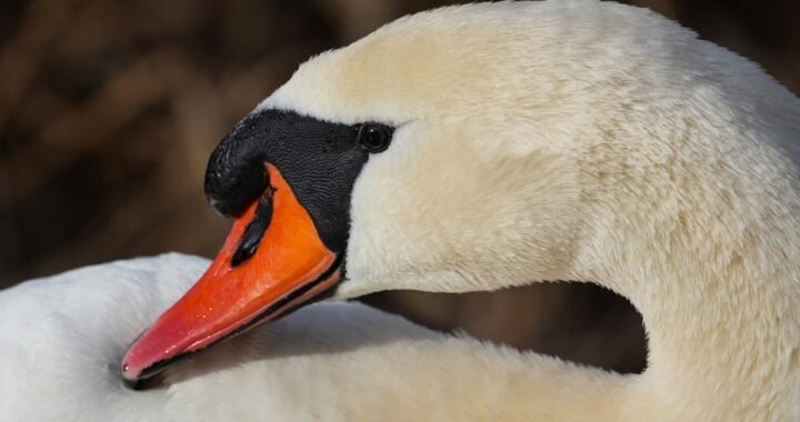 Ejemplos de eslóganes para empresas de spas y bienestar