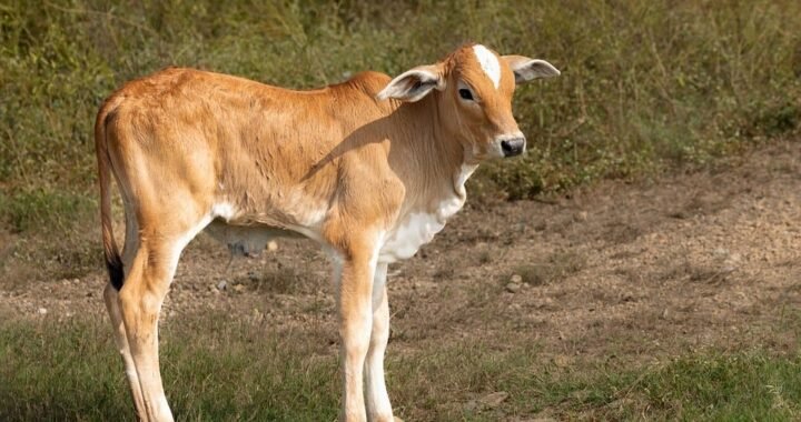 Ejemplos de eslóganes para empresas de terapias con células CAR-T