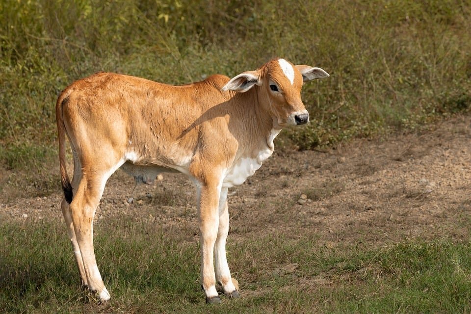 ejemplos de eslóganes para empresas de terapias con células CAR-T