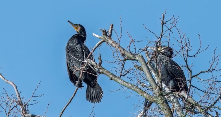 Ejemplos de eslóganes para empresas de venta de chalecos antibalas